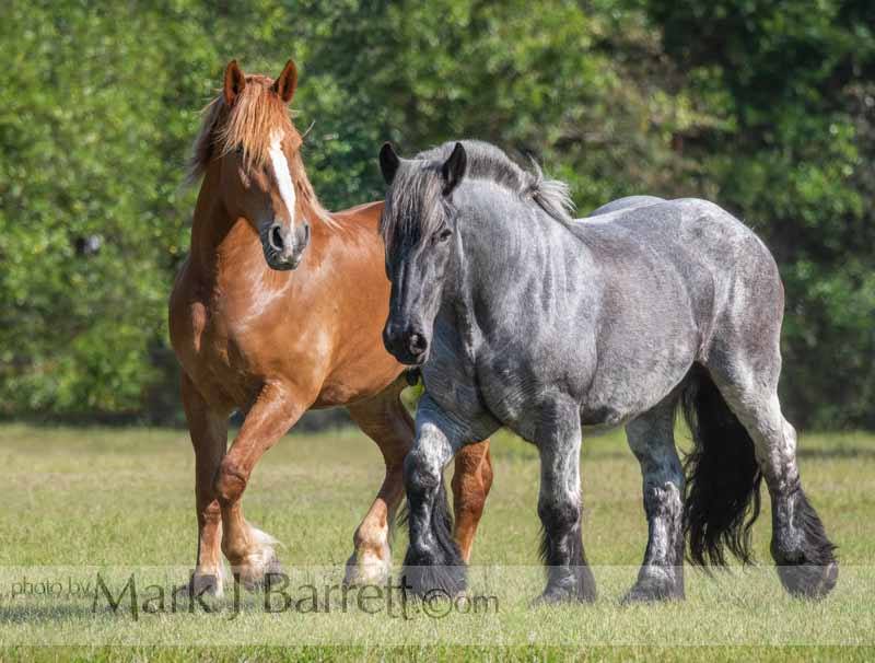 Brabant & Belgian mares owned by Stay Hanson @Mark J Barrett